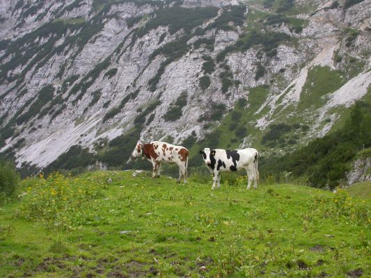 Klicken für Bild in voller Größe